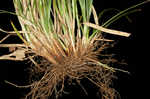 Willdenow's sedge